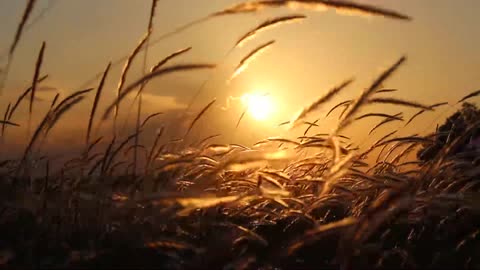Grass flower with wind and sunset background