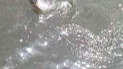 Personal best carp.
