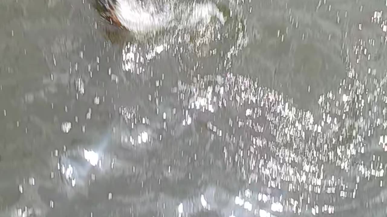 Personal best carp.