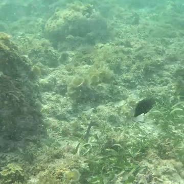 Snorkeling Adventures Philippines: Playful fish swimming around a giant starfish!