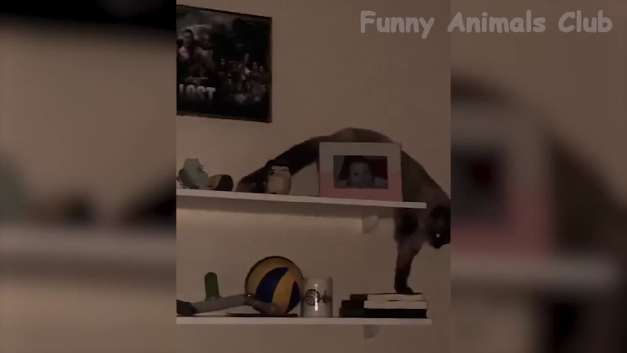 Funny animal videos