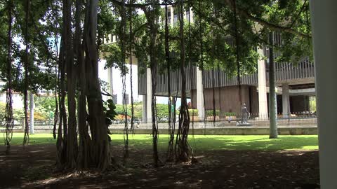 Honolulu Banyan trees capitol building