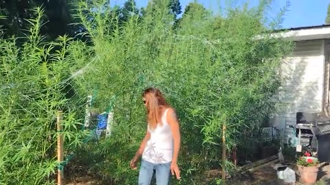 7 31 2024 update cannabis outdoor