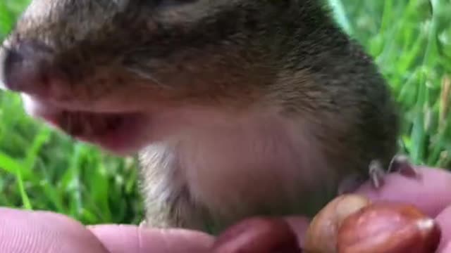 # Cute animal # vole