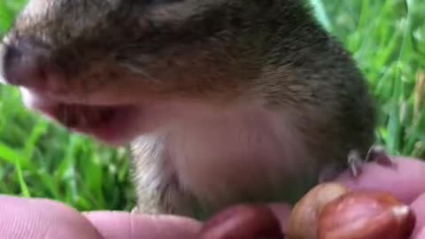 # Cute animal # vole