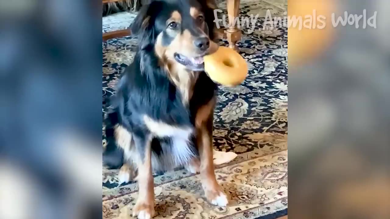 FUNNY CAT DOG VIDEO! BEST ANIMAL VIDEO THIS MONTH