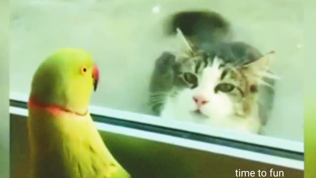 Funny animal video of 2023! funny video! comedy video!