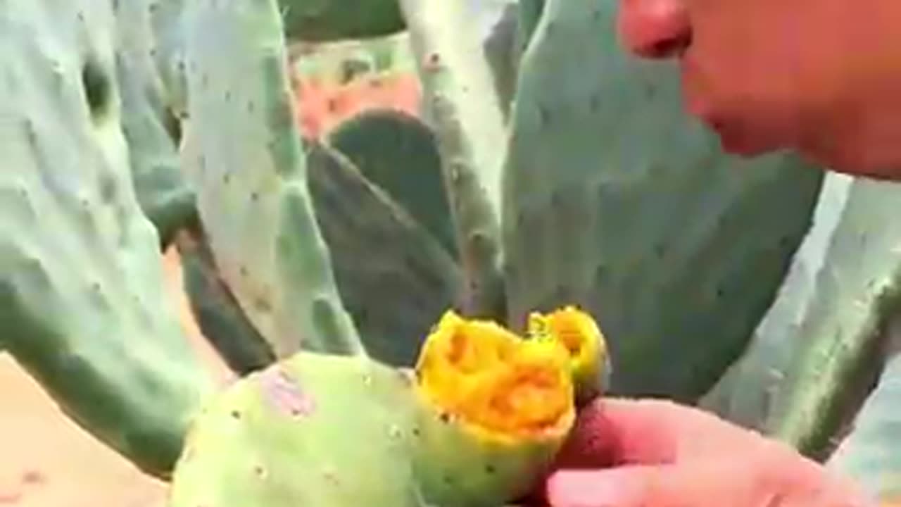 Sweet and fresh Cactus fruits #fruitgarden