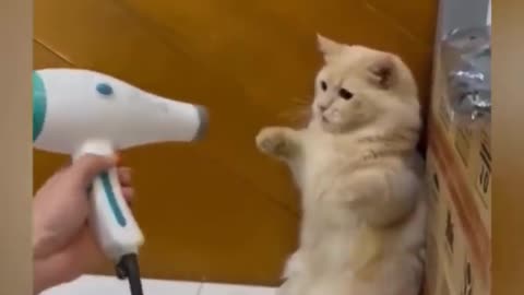 OMG So Cute Best Funny Cat 🐈Video