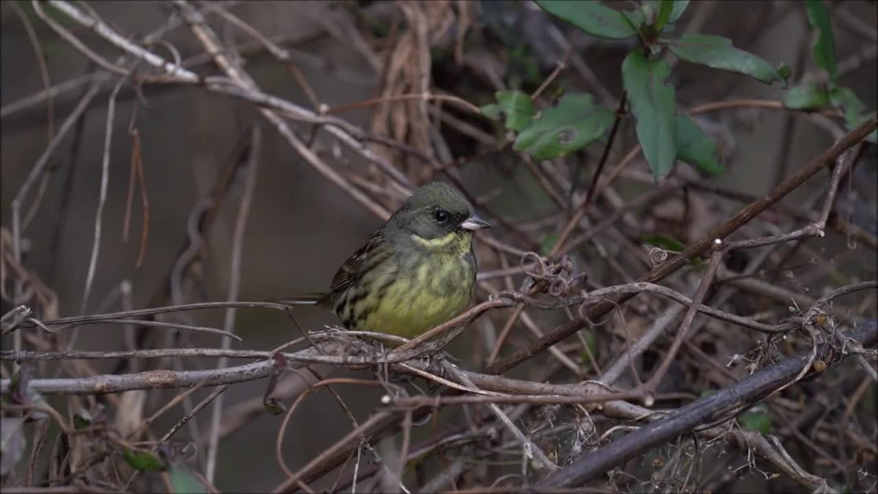 アオジさんの地鳴き20210213