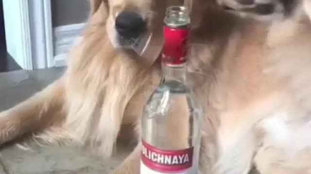 #FUNNY DOG