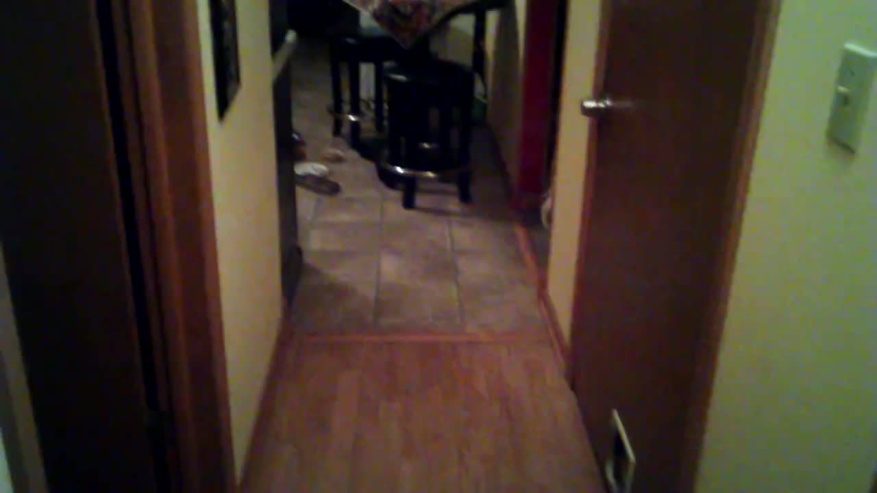 Buddy cat plays in the hallway