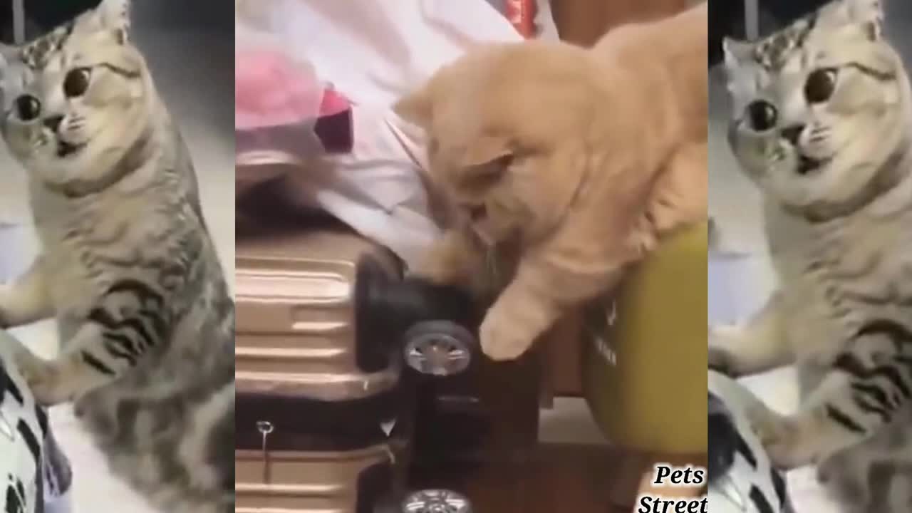 Super Cute Cats | Best Funny Cat Videos 2022 | Cute Cats | cat and dogs funny vedio