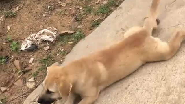 Thánh trolls 2021| The Funniest and Cutest Dog Compilation of 2021| Funny Pet Videos