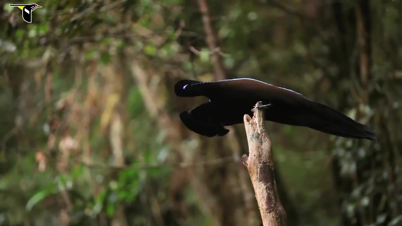 Birds-of-Paradise Project Introduction