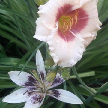 Daylily and Lily