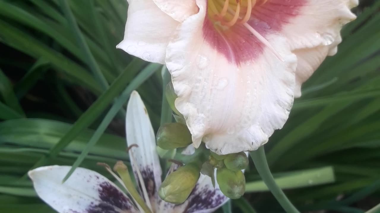 Daylily and Lily