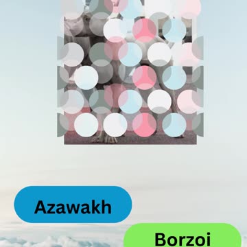 Bow-wow Trivia Challenge 13 # shorts