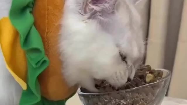 Just a little hungry!😻🐱