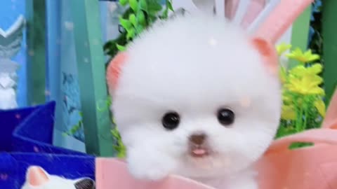 cute pet