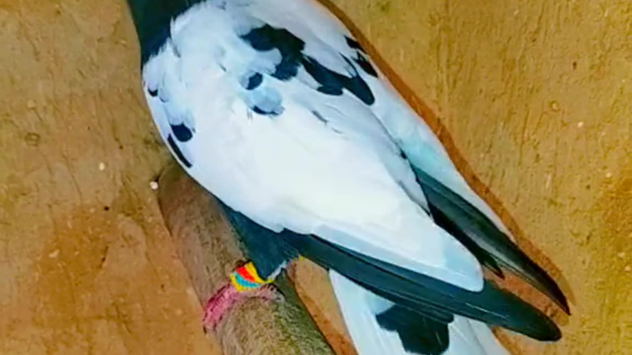 Pigeon video