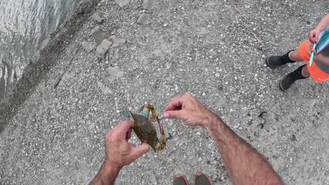 Bait Thief = Best Bait!!!! Roadside Bull Redfish (multi-species day)