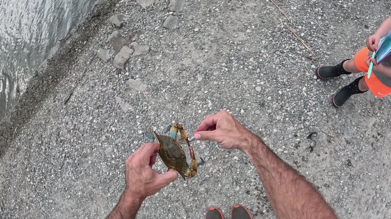 Bait Thief = Best Bait!!!! Roadside Bull Redfish (multi-species day)