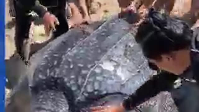 HUGE LEATHERBACK TURTLE, AIDING TO THE FRESH SEA