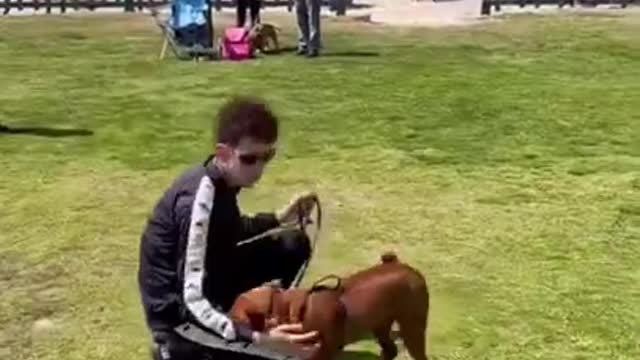 Aggressive Dog Wants To Bite Until Dog Daddy…