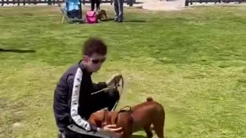 Aggressive Dog Wants To Bite Until Dog Daddy…