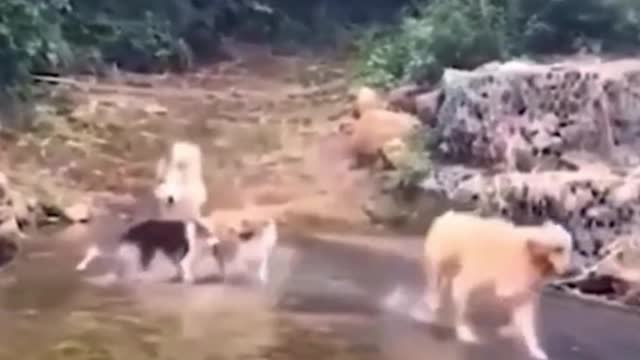 The last dog ran too fast to stop