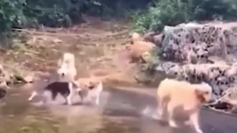 The last dog ran too fast to stop