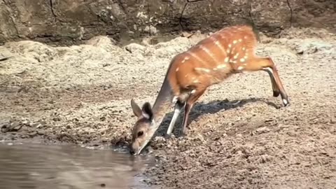 Speed to escape from the crocodile