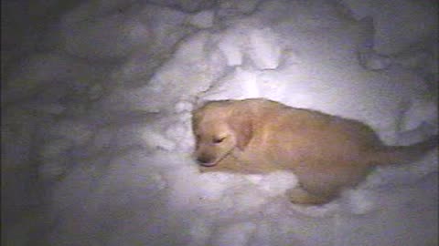 Pogi out back in the snow