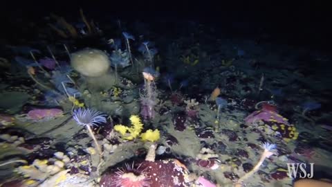 Colorful World Revealed Under Antarctica's Sea Ice