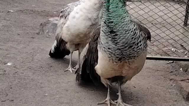 Peacock 🦚 Video By Kingdom of Awais