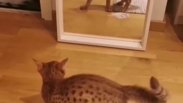 Cat hilarious reaction in front on Mirror