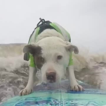 Adorable Surfing Pup Crushes Gnarly Wave!