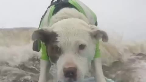 Adorable Surfing Pup Crushes Gnarly Wave!