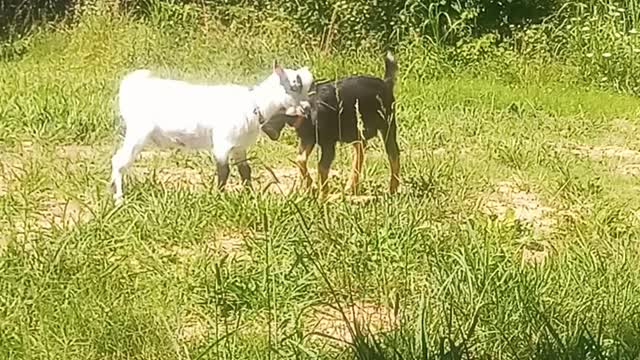 Epic Goat Battle