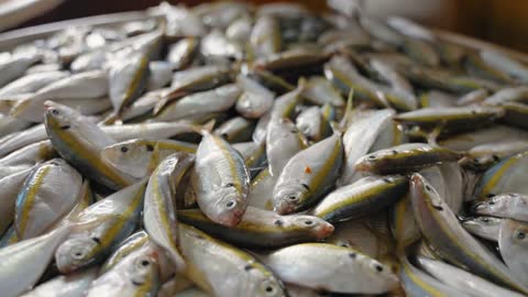 Close Up of Fish in Jakarta