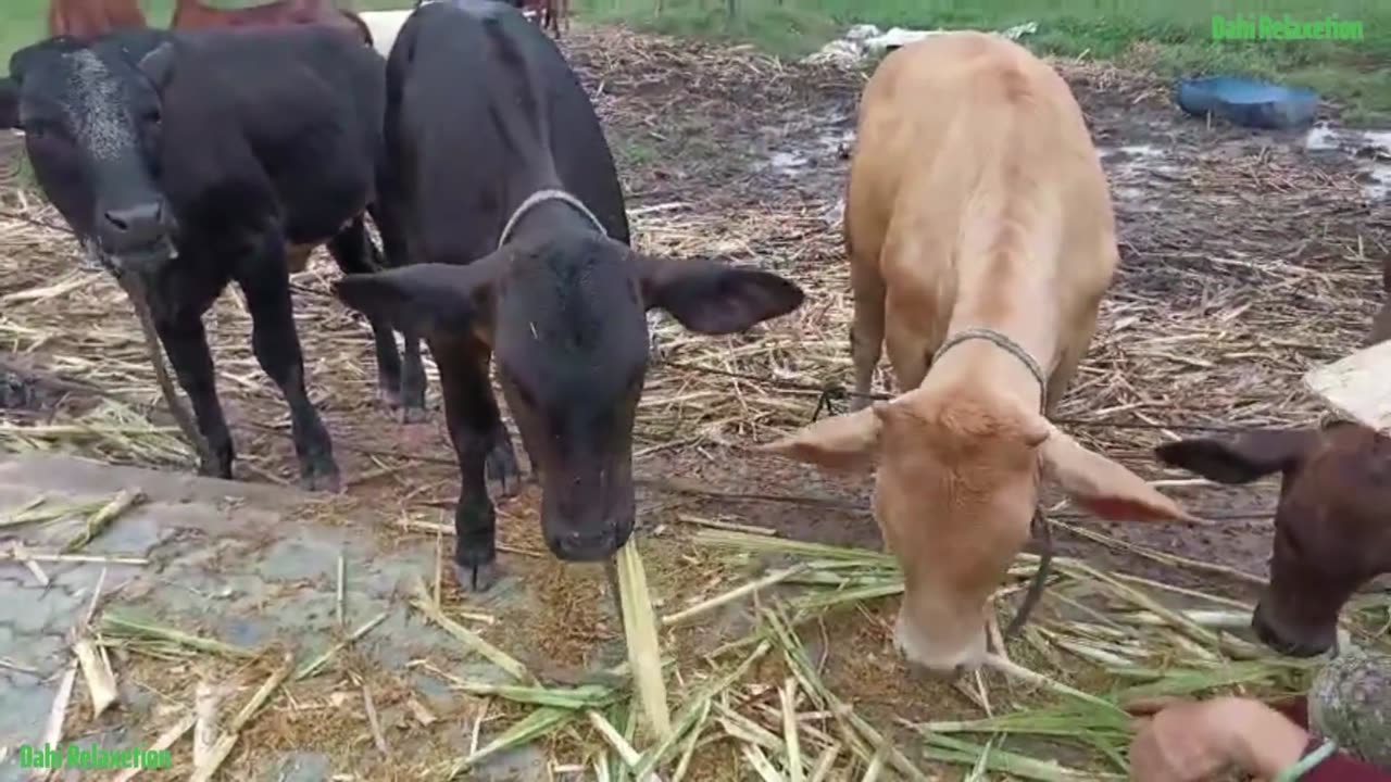 Cow Cute, Cow Funny Videos