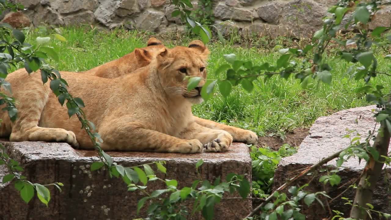 African lions in zoological garden in Kiev, Ukraine