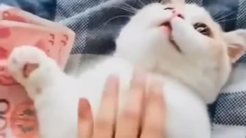 This cat is very greedy 😸😸😸 funny cat video.