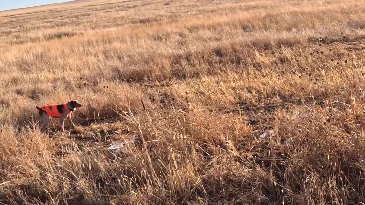 Pheasant Hunting | First hunt of fall 2022 season