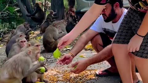 Monkey eating banana helping guys🤣🤣🤣🤣🥰