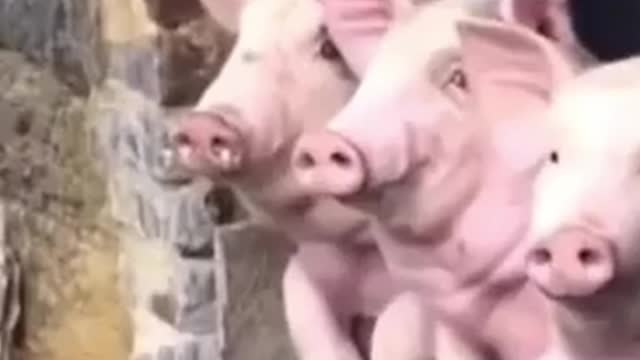THE 3 LITTLE PIGS EXIST