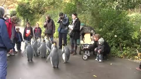 Penguin Walk - Zoo Basel