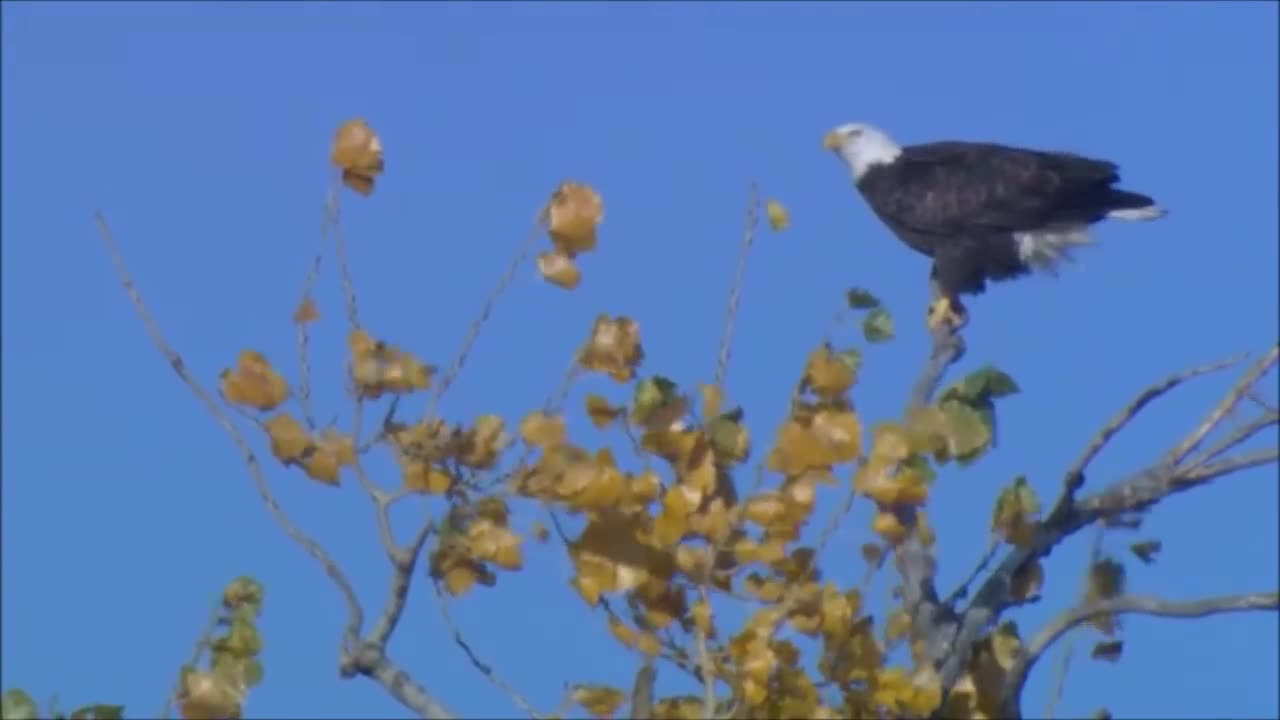 All About Bald Eagles for Kids: Animal Videos for Children - FreeSchool