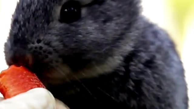 The Cute #Rabbit #short rabbit eating Animals